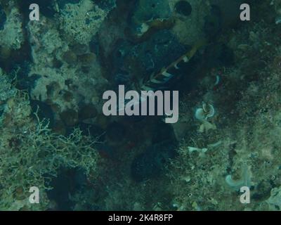 An underwater shot of a Comber fish on a reef Stock Photo