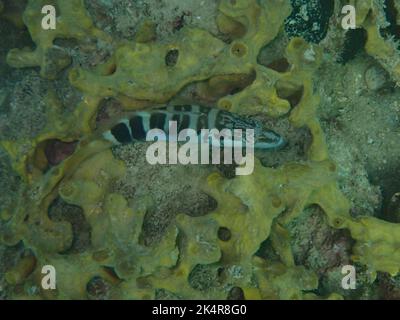 An underwater shot of a Comber fish on a reef Stock Photo