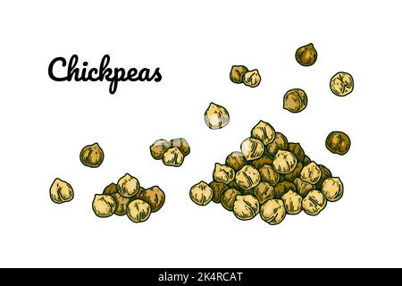 Hand drawn chickpeas beans. Colorful botany vector illustration in sketch style Stock Vector