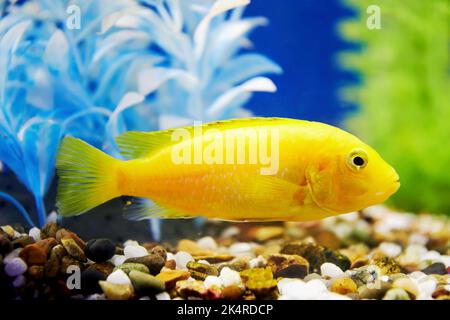 Bright yellow fish in algae at the bottom of the aquarium. Domestic animals Stock Photo