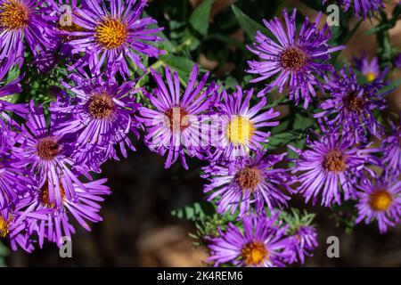 Full frame abstract texture background of hardy purple aster flower blossoms with different colored centers, in bloom in a sunny butterfly garden Stock Photo