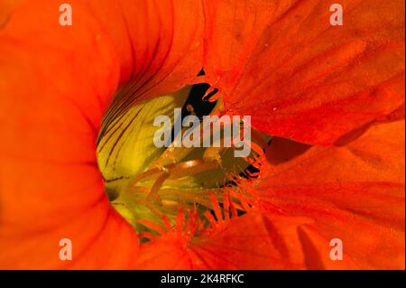 Extreme close-up of an orange nasturtium Tropaeolum majus flower Stock Photo