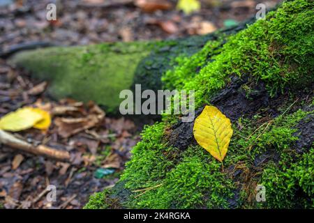 A yellow leaf lying on a stump covered with moss in Poland Stock Photo