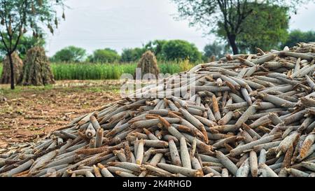 Pennisetum glaucum field. Ears of pearl millet close up. Rural Scenery under Shining Sunlight. Background of ripening ears of bajra field. Rich harves Stock Photo