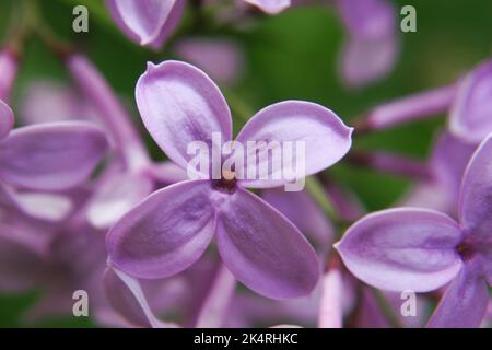 Persian lilac (Syringa persica) lilac flowers close up Stock Photo