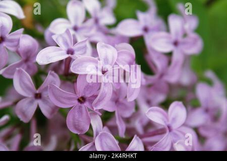 Persian lilac (Syringa persica) lilac flowers close up Stock Photo