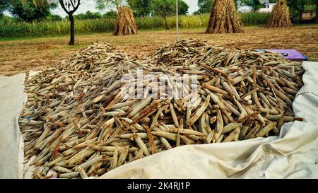 Pennisetum glaucum field. Ears of pearl millet close up. Rural Scenery under Shining Sunlight. Background of ripening ears of bajra field. Rich harves Stock Photo