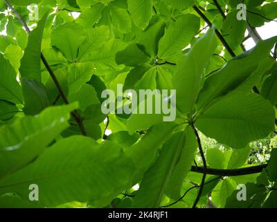 Light shining through the canopy Stock Photo