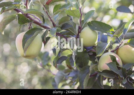 Apple orchard with ripe fruits. Sunlight on the trees, Large apples are delicious and juicy, ready to eat Stock Photo