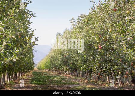 Apple orchard with ripe fruits. Sunlight on the trees, Large apples are delicious and juicy, ready to eat Stock Photo