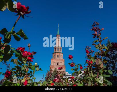 Falling Suyumbike Tower on the territory of the Kazan Kremlin surrounded by red roses. Suyumbike Tower is built in the second half of XVII, the beginning of the XVIII centuries. Stock Photo