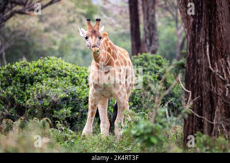 Rothschild giraffe, giraffa camelopardalis rothschildi, grazing on vegetation at a giraffe sanctuary in Nairobi National Park, Kenya. Stock Photo