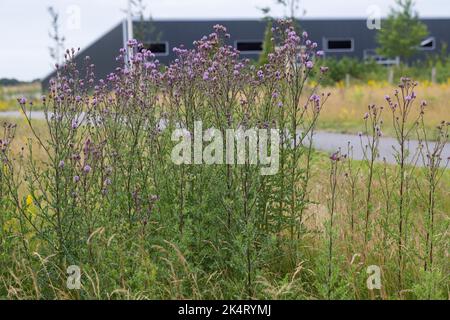 Acker-Kratzdistel, Ackerkratzdistel, Kratzdistel, Ackerdistel, Distel, Cirsium arvense, Creeping thistle, Canada thistle, field thistle, way thistle, Stock Photo