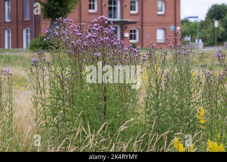 Acker-Kratzdistel, Ackerkratzdistel, Kratzdistel, Ackerdistel, Distel, Cirsium arvense, Creeping thistle, Canada thistle, field thistle, way thistle, Stock Photo