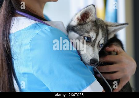 Siberian Husky puppy at veterinary check-up Stock Photo - Alamy