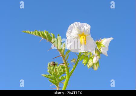 Flowers of the litchi tomato - Solanum sisymbriifolium Stock Photo