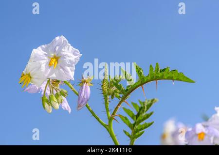 Flowers of the litchi tomato - Solanum sisymbriifolium Stock Photo