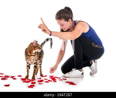 bengal cat in front of white background Stock Photo