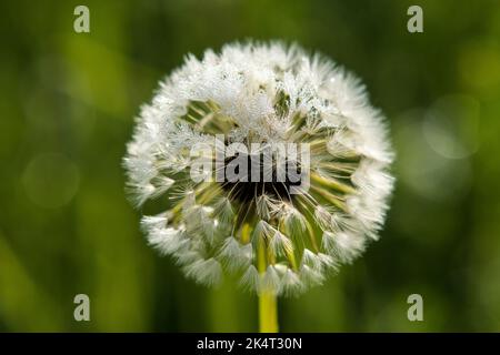 Seed head of Taraxacum Stock Photo