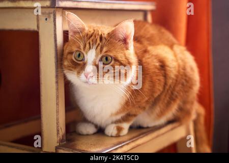 Furry red and white cat sits on wooden shelf in living room Stock Photo