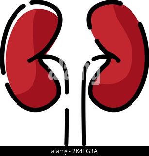 Human kidneys, illustration, vector on a white background. Stock Vector