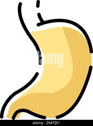 Human stomach, illustration, vector on a white background. Stock Vector