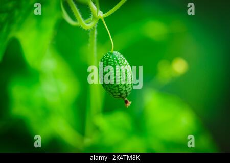 Melothria scabra. American cucumber Stock Photo