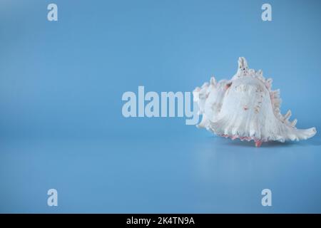 A white shell on a blue background. A white shell on a blue background. Space for copying. Seashell shell spiral beach ocean on a blue background trav Stock Photo