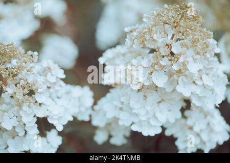 white hydrangea flowers Stock Photo