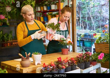 Two young florists pruning indoor plants as florists in the flower shop Stock Photo