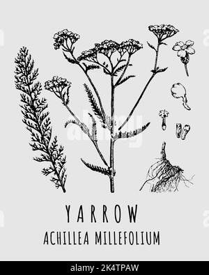 Vector drawings of Yarrow. Hand drawn illustration. Latin name ACHILLEA MILLEFOLIUM L. Stock Photo