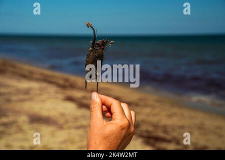 stingray shark egg on atlantic ocean shore of nantucket island Stock Photo