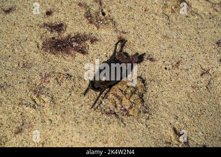 stingray shark egg on atlantic ocean shore of nantucket island Stock Photo