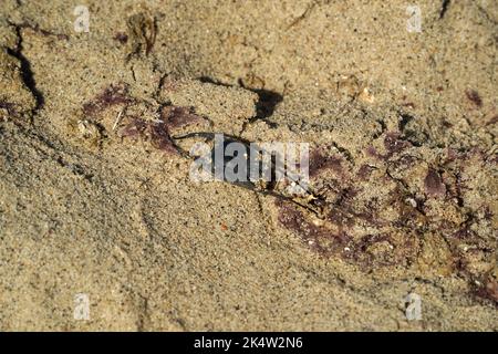 stingray shark egg on atlantic ocean shore of nantucket island Stock Photo