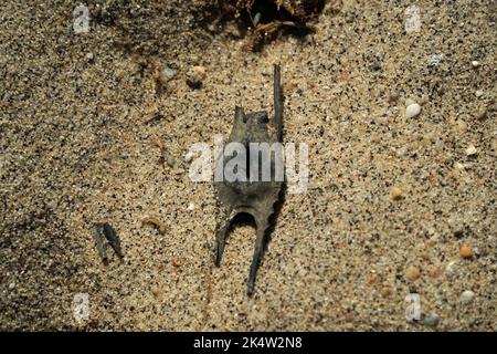 stingray shark egg on atlantic ocean shore of nantucket island Stock Photo