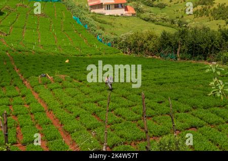Ooty being at a height of 2240m on the Western ghats is perfect for carrot plantations. The hill station generates almost 500 tones of carrots per day Stock Photo