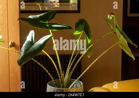 alocasia zebrina hängende blätter Alocasia zebrina kaufen main image 1