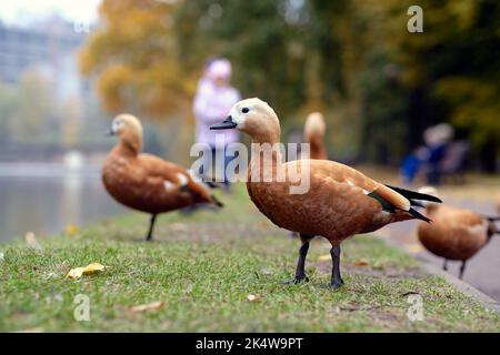 Flock of birds on grass. Side view of flock of wild ducks standing on grassy shore of lake in sunny day. Stock Photo