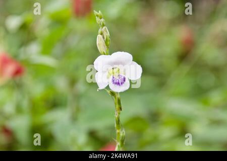 Asystasia gangetica is commonly known as Chinese violet, coromandel or creeping foxglove Stock Photo