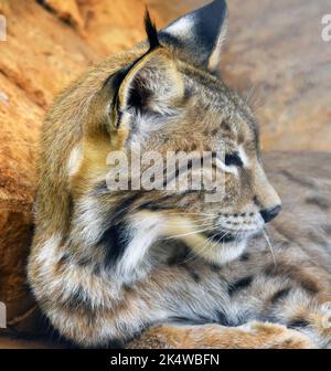 Close-up of a Lynx lying on a rock, South Africa Stock Photo