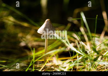 Mushrooms on green grass with a blurred forest background Stock Photo