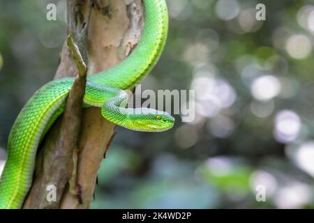 Close up photo of a Green Pit viper (Trimeresurus macrops) or white-lipped pit viper or white-lipped tree viper, is a venomous pit viper. Stock Photo