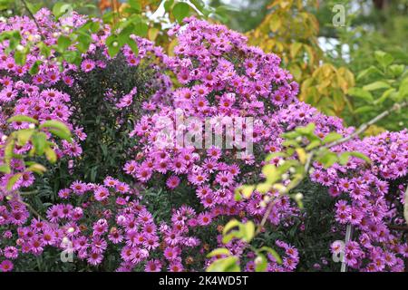 New England aster 'Barr's Pink' in flower. Stock Photo