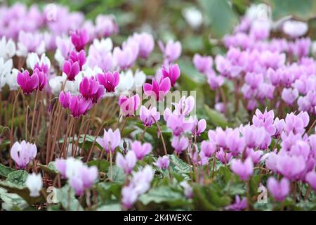 Cyclamen hederifolium, the ivy-leaved cyclamen in flower. Stock Photo