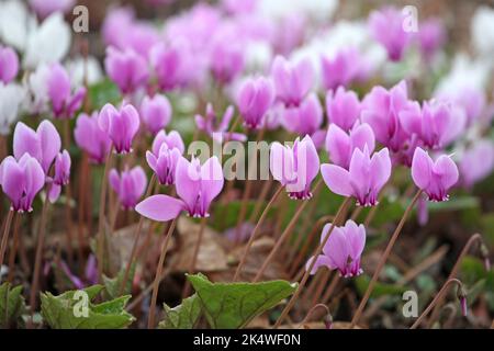 Cyclamen hederifolium, the ivy-leaved cyclamen in flower. Stock Photo