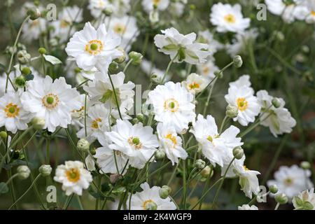 Japanese anemone 'Whirlwind' in flower. Stock Photo