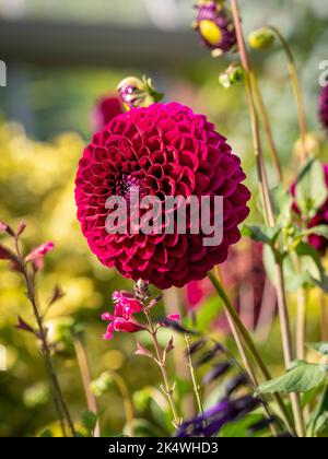 Dark red pompon dahlia growing in a UK garden. Stock Photo