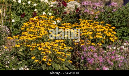 Yellow rudbeckia growing in a UK flower bed in later summer, in drought conditions. Stock Photo