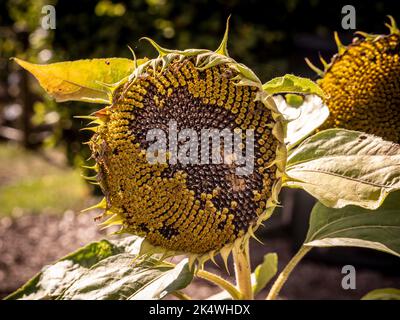 Sunflower seed heads in a UK garden, in late summer. Stock Photo
