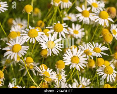 Ox-eye daisies growing in a meadow. Stock Photo